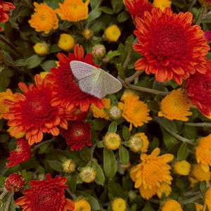 Meet your Posher, Emma